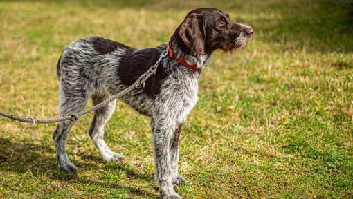 German wirehaired pointer dog best sale